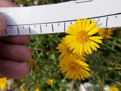 Heterotheca subaxillaris