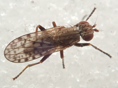 Pherbellia schoenherri