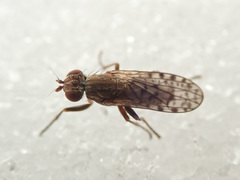 Pherbellia schoenherri