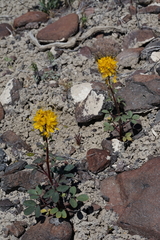 Cleomella platycarpa