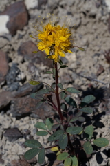 Cleomella platycarpa