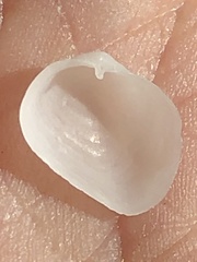 Basterotia elliptica