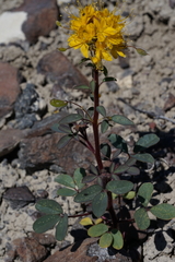 Cleomella platycarpa