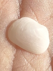 Basterotia elliptica