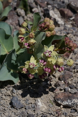 Asclepias cryptoceras davisii
