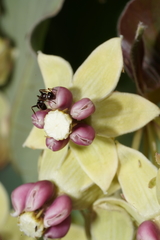 Asclepias cryptoceras davisii