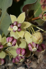 Asclepias cryptoceras davisii