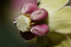 Asclepias cryptoceras davisii