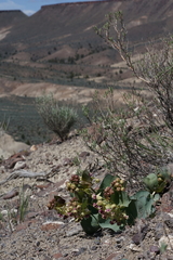 Asclepias cryptoceras davisii