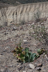 Asclepias cryptoceras davisii