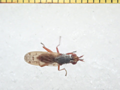 Elgiva cucularia