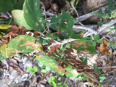 Dendrolobium umbellatum