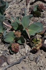 Asclepias cryptoceras davisii
