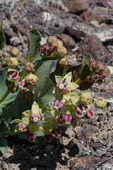 Asclepias cryptoceras davisii