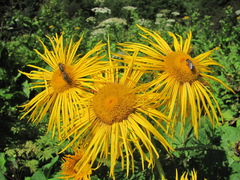 Inula magnifica