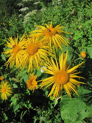 Inula magnifica