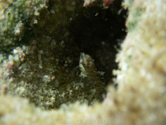 Malacoctenus macropus