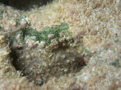 Malacoctenus macropus