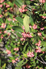 Razafimandimbisonia minor