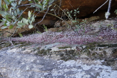 Crassula dentata