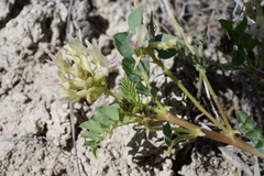 Astragalus lentiginosus chartaceus