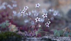 Crassula dentata