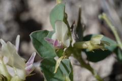 Astragalus lentiginosus chartaceus