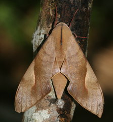 Clanis phalaris