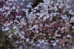 Crassula dentata