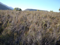 Cliffortia erectisepala