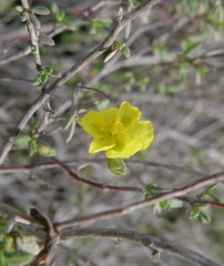 Helianthemum stipulatum