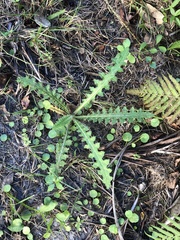 Cirsium nuttallii