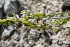 Astragalus conjunctus