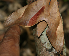Clanis phalaris