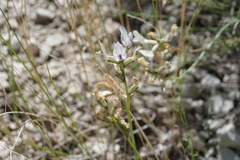 Astragalus conjunctus