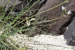 Astragalus conjunctus