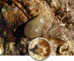 Austrominius modestus