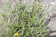 Helianthus cusickii