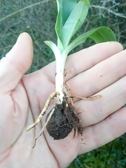 Hyacinthoides lingulata