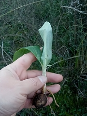Hyacinthoides lingulata