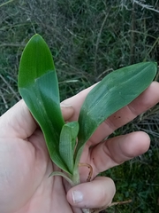 Hyacinthoides lingulata