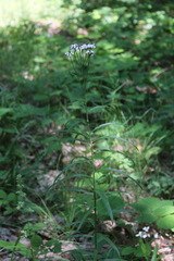 Achillea biserrata