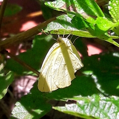 Pyrisitia leuce leuce