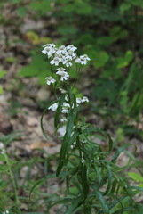 Achillea biserrata