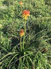 Kniphofia rooperi