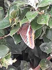 Charaxes jasius