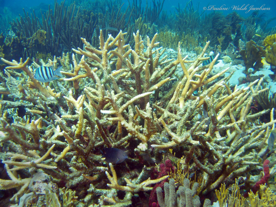 Staghorn Coral In November 2005 By Pauline Walsh Jacobson. Two Brothers ...