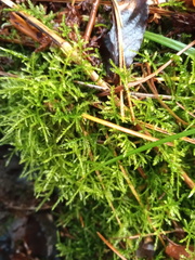Eurhynchium angustirete