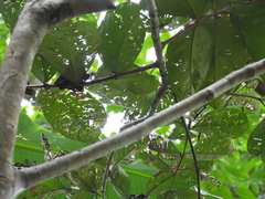 Guettarda crispiflora