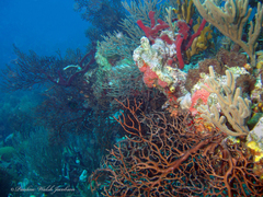 Iciligorgia schrammi